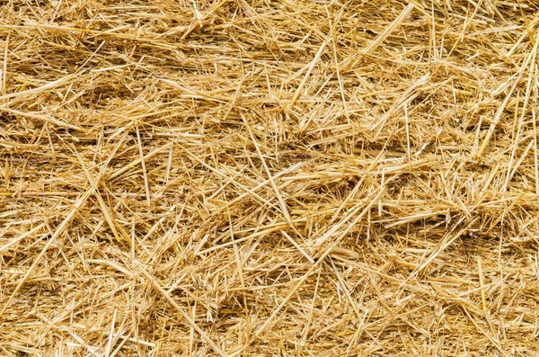 Yellow straw closeup as background — Stock Photo, Image