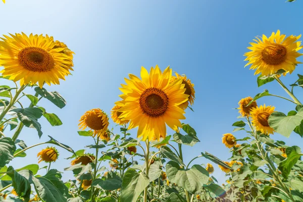 Onderaanzicht aan zonnebloem op veld — Stockfoto