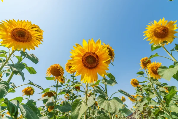 Vista inferior al girasol en campo —  Fotos de Stock