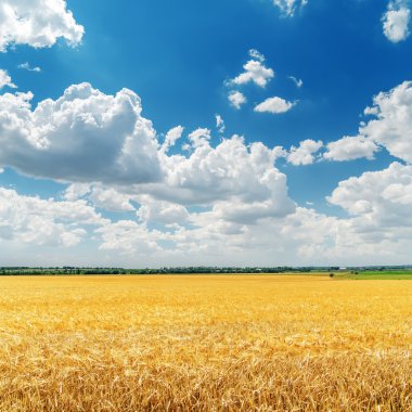 Mavi gökyüzü hasat ile altın alanın üzerinde alçak bulutlar