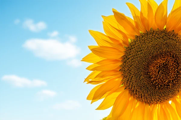 Slunečnice closeup s modrými obláčky na pozadí — Stock fotografie