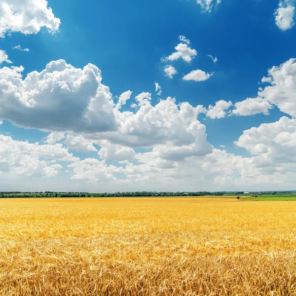 Låga moln på blå himmel över gyllene fält med skörd — Stockfoto