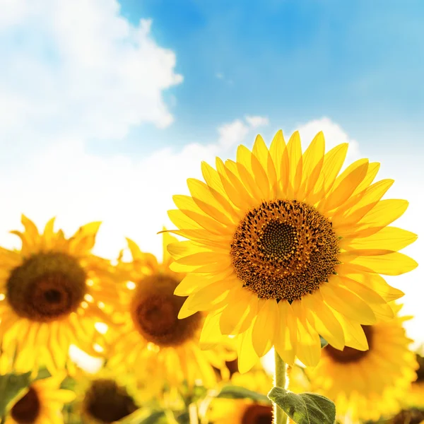 Sonnenblumen Nahaufnahme auf dem Feld — Stockfoto