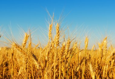 gün batımı ışık altın hasat