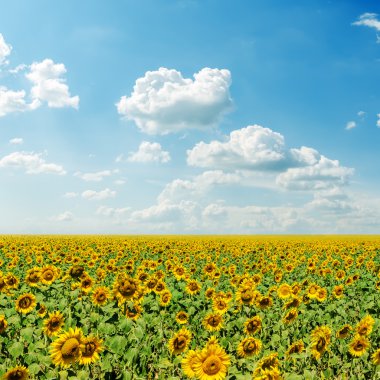 bulutlar mavi gökyüzü ve ayçiçeği alanıyla