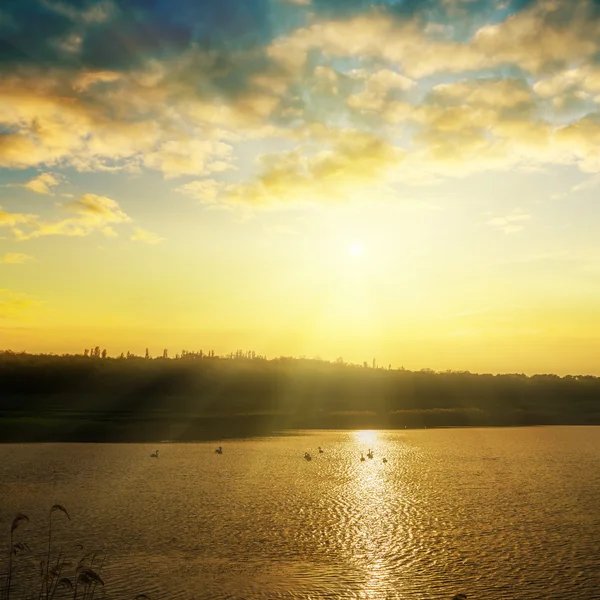 天鹅在日落时分的池塘 — 图库照片