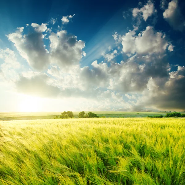 Campo di agricoltura verde e tramonto sopra esso — Foto Stock