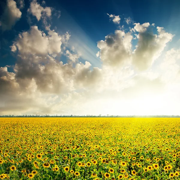 Bright sunset in clouds over sunflowers field — Stock Photo, Image