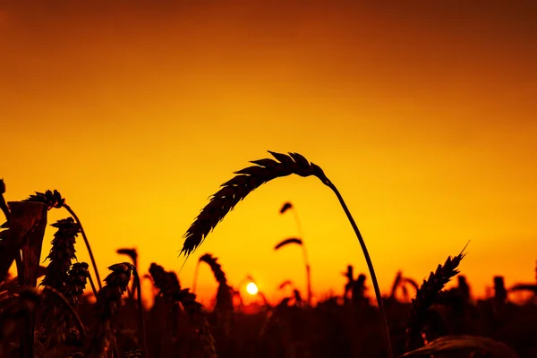 Karşı kırmızı günbatımı ve hasat siluet güneş — Stok fotoğraf