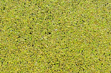 arka plan olarak kayan yeşil duckweed