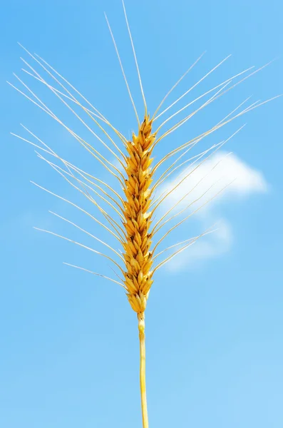Golden wheat ear blue sky against — Stock Photo, Image