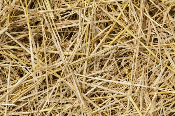 Yellow straw as textured background — Stock Photo, Image