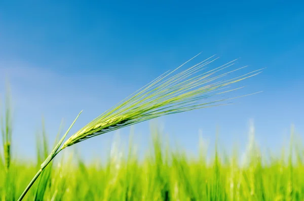 Grüne Spica auf dem Feld. Weicher Fokus — Stockfoto