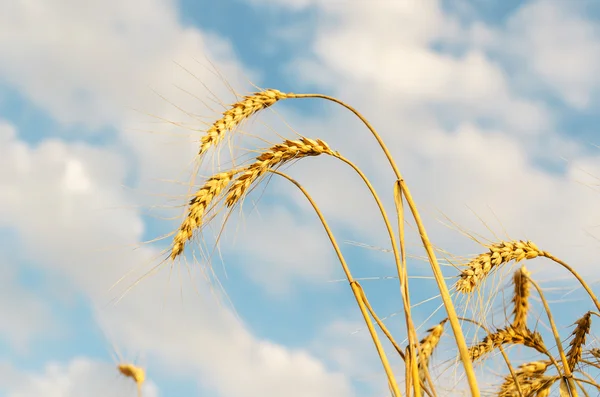 Golden harvest under blue cloudy sky — Stock Photo, Image