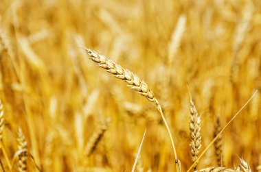 buğday kulak sahada kapatın. yumuşak odak