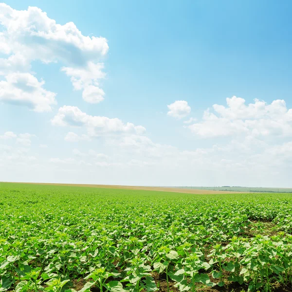 Campo de girasol verde y las nubes en cielo azul — Foto de Stock