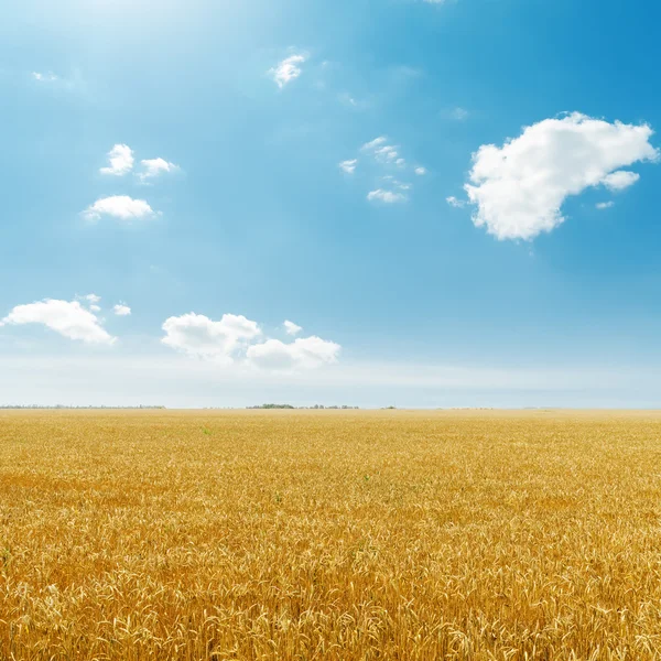 Campo de colheita dourada e céu azul — Fotografia de Stock