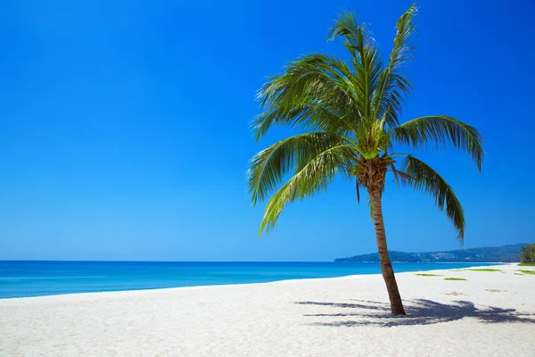 Nature Vue de la plage tropicale avec un palmier solitaire . — Photo