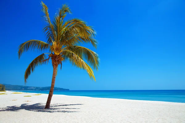 Palmový strom na tropické pláži. Pohled na přírodu. Cestování. — Stock fotografie