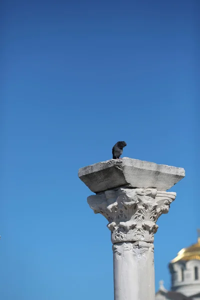 Pombo sentado em parte de uma coluna do templo cristão isola — Fotografia de Stock