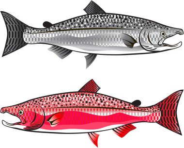 King Salmon. Silver and Spawning. clipart
