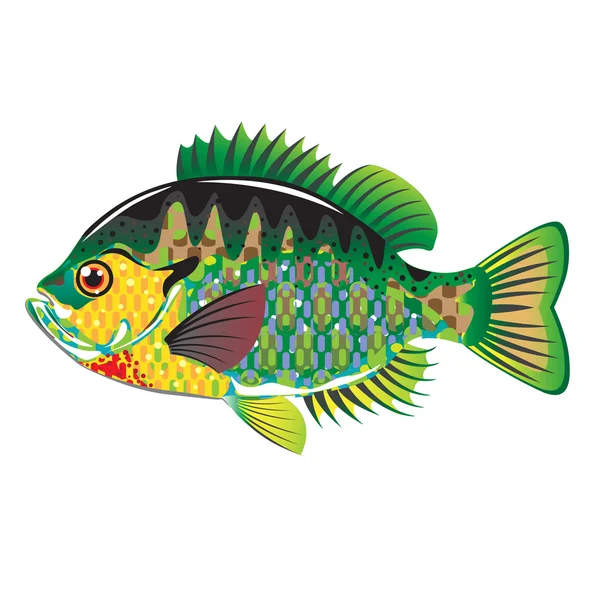 Pesce persico sole Panfish Vettore illustrazione nativo americano pesce — Vettoriale Stock