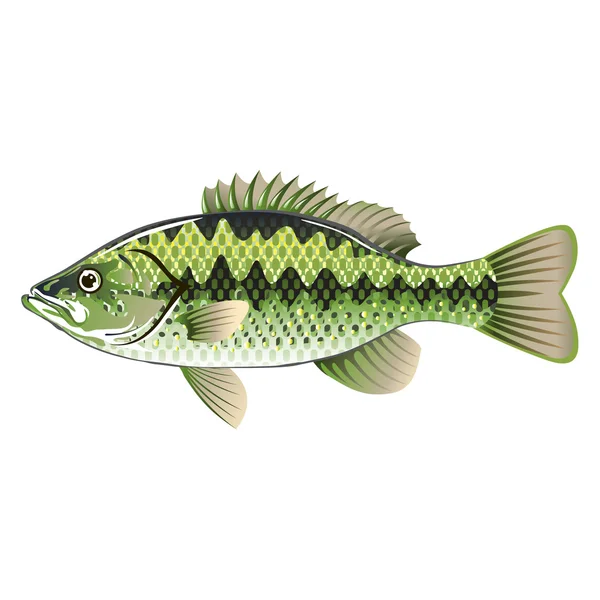 Largemouth Spotted Green American Bass Vector — Stock Vector