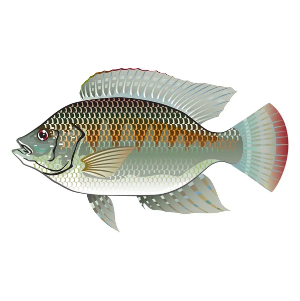 Frutos do mar crus Tilapia Fish Vector — Vetor de Stock