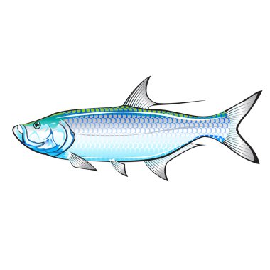 Tarpon Ocean Gamefish illustration vector clipart