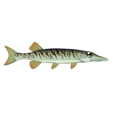 Minik Bebek muskie vektör sanat balık çiftliği