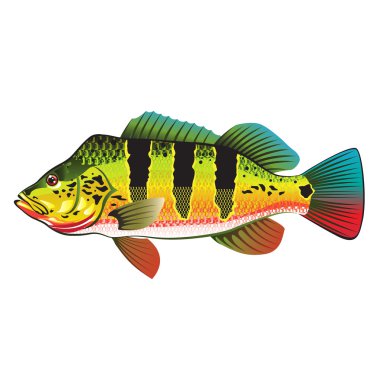 Tavus kuşu bas parlak okyanus Gamefish illüstrasyon
