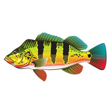 Peacock Bass bright Ocean Gamefish illustration clipart