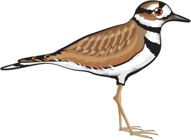 Kildeer'in vektör çizim Basitleştirilmiş çizim tasarım dosya kuş