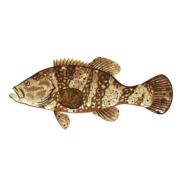 Goliath Grouper Illustrazione vettoriale dell'oceano Gamefish — Vettoriale Stock