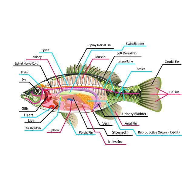 Órganos internos de los peces Diagrama de arte vectorial Anatomía con etiquetas — Archivo Imágenes Vectoriales