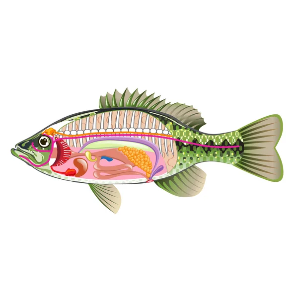 Órganos internos de los peces Diagrama de arte vectorial Anatomía sin etiquetas — Vector de stock