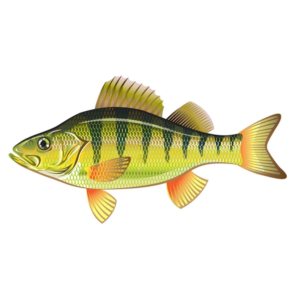 Freshwater Yellow Perch Vector Art graphic design file — Stock Vector