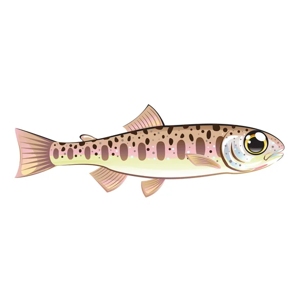 Baby trout cartoonified vector Art fish farm — Stock Vector