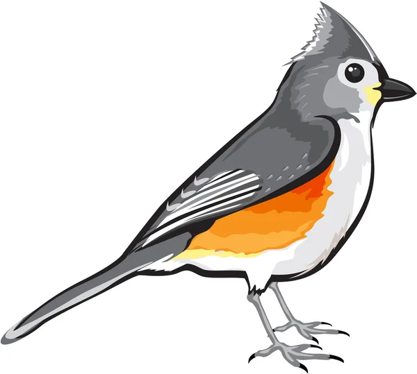 Tufted Titmouse Bird vector ilustración clip-art diseño gráfico — Archivo Imágenes Vectoriales