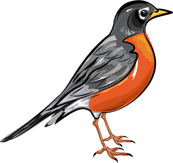 American Robin bird Illustrazione vettoriale — Vettoriale Stock