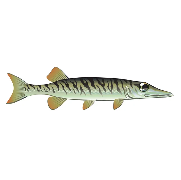 Tiny baby muskie Vector Art Fish Farm — Stock Illustration Tiny baby muskie Vector Art Fish Farm Royalty Free Stock Vectors
