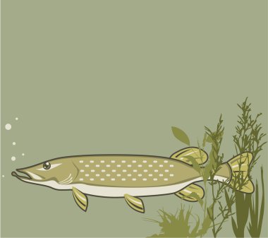Kuzey Pike vektör