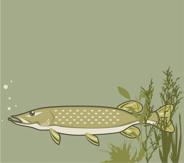 Northern Pike Vector — Stock Illustration Northern Pike Vector Stock Illustration