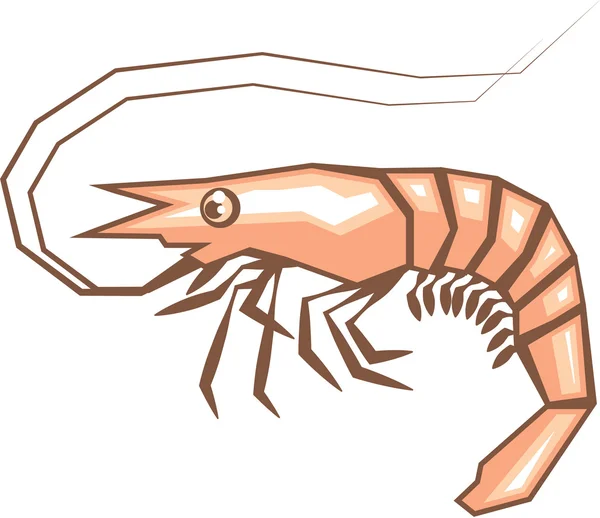 Stylized shrimp vector — Stock Vector