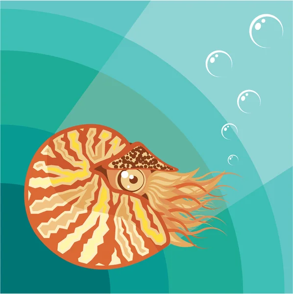 เวกเตอร์ Nautilus — ภาพเวกเตอร์สต็อก