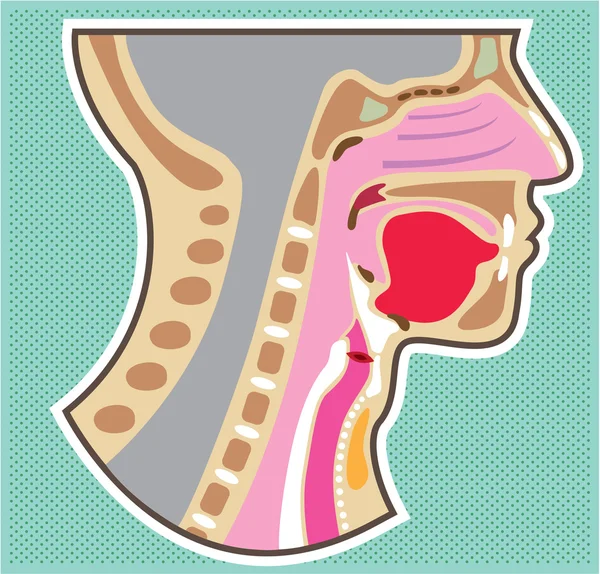 Diagramma vettoriale anatomico della testa della gola — Vettoriale Stock