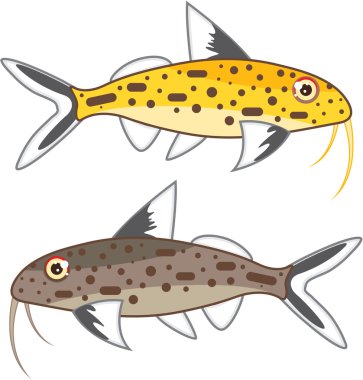 Küçük yayın balığı