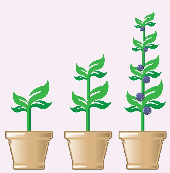 Młody rosnący roślina wektor w doniczce — Wektor stockowy