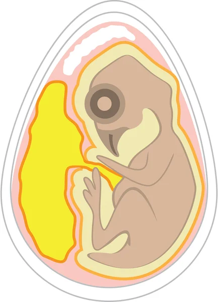 Иллюстрация эмбриона птиц — стоковый вектор