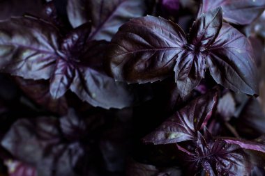Olgun menekşe fesleğeni yaprakları. Bir demet aromatik bazilika pesto için bir malzemedir. Siyah sade hayat. doku arkaplan organik doğa bitkileri